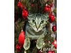 Adopt Lucille a Tabby