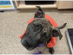 Adopt SUNSET a Pit Bull Terrier, Mixed Breed