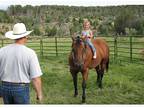 Beginners Quarter horse bay mare