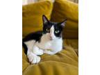 Adopt Astra - Polydactyl a Domestic Short Hair
