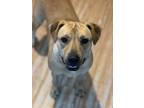 Adopt Peaches a Labrador Retriever