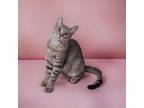 Adopt Kali a American Bobtail