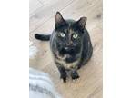 Adopt Sahara (23-170 C) a Domestic Short Hair