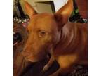 Adopt Foxy a Vizsla, Mixed Breed