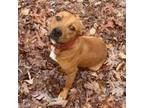 Adopt Monroe a Hound, American Staffordshire Terrier