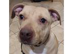 Adopt Sundance a Pit Bull Terrier, Mixed Breed