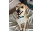 Adopt J-LO Jennifer Lopez a Yellow Labrador Retriever, Carolina Dog