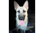 Adopt Nikita a Belgian Shepherd / Malinois