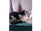 Adopt Skunkie a Domestic Short Hair