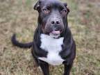 Adopt Marlena a American Staffordshire Terrier, Boxer