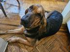 Adopt Sadie a Bloodhound