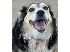 Adopt TOMMY a Australian Shepherd, Mixed Breed