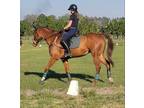 Exceptional Quality, Dressage-minded Thoroughbred Gelding Ready to Shine for