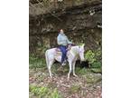 Super calm and smooth experienced trail gelding