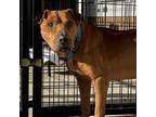 Adopt Gus a American Staffordshire Terrier, Shar-Pei