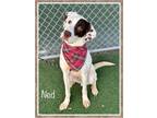 Adopt NED (also see JED) a Pointer