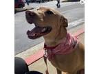 Adopt Bob Barker a Hound, Yellow Labrador Retriever