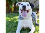 Adopt Jasper a Mixed Breed