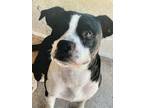 Adopt Lennon a American Bully