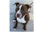 Adopt Handsome a American Bully