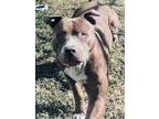 Adopt Caliber a Mixed Breed, American Staffordshire Terrier
