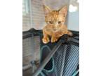 Adopt Zippo a Tabby