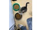 Adopt Johnny Cat a American Shorthair