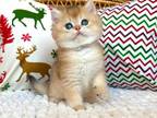 Lion Ny11 Black Golden Shaded British Shorthair