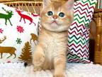 Lars Ny11 Black Golden Shaded British Shorthair