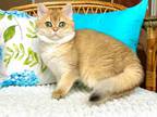 Lami Ny 11 Girl Golden Shaded British Shorthair