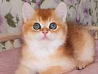 Lui Ny 11 Boy Golden Shaded British Shorthair