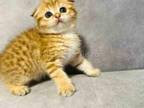 Real Cheetah Cub Scottsih Tabby Kitten Cuddly Boy