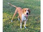 Adopt Eugene ~ COME MEET ME! a Foxhound, Hound