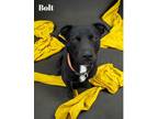 Adopt Bolt a Terrier, Mixed Breed