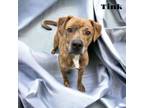 Adopt Tink a Terrier, Mixed Breed