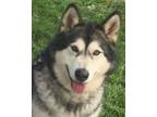 Adopt Arrow a Alaskan Malamute