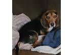 Adopt Doug a Beagle, Basset Hound