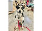 Adopt Forrest a Husky, Mixed Breed