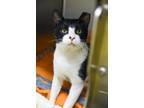 Adopt Tucker a Domestic Short Hair