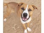 Adopt RUSSEL a Pit Bull Terrier, Mixed Breed