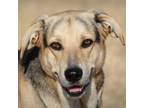 Adopt Brian a German Shepherd Dog, Labrador Retriever