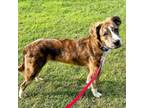 Adopt Toby Walter a Mountain Cur