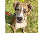 Adopt Toby Walter a Mountain Cur