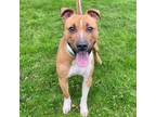 Adopt Jacko a Pit Bull Terrier