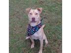 Adopt Buster a Labrador Retriever