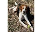 Adopt STEWIE a Beagle, Treeing Walker Coonhound