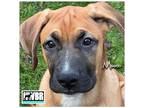 Adopt Moose 2023-1 a Boxer, German Shepherd Dog