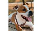 Adopt *Loki a Pit Bull Terrier