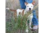 Adopt Toby a Mixed Breed