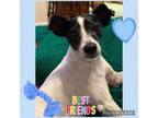 Adopt Tyreek a Rat Terrier